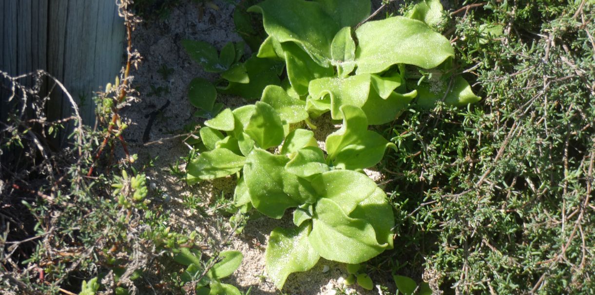 Dall''Australia (WA): Tetragonia tetragonoides (Aizoaceae)