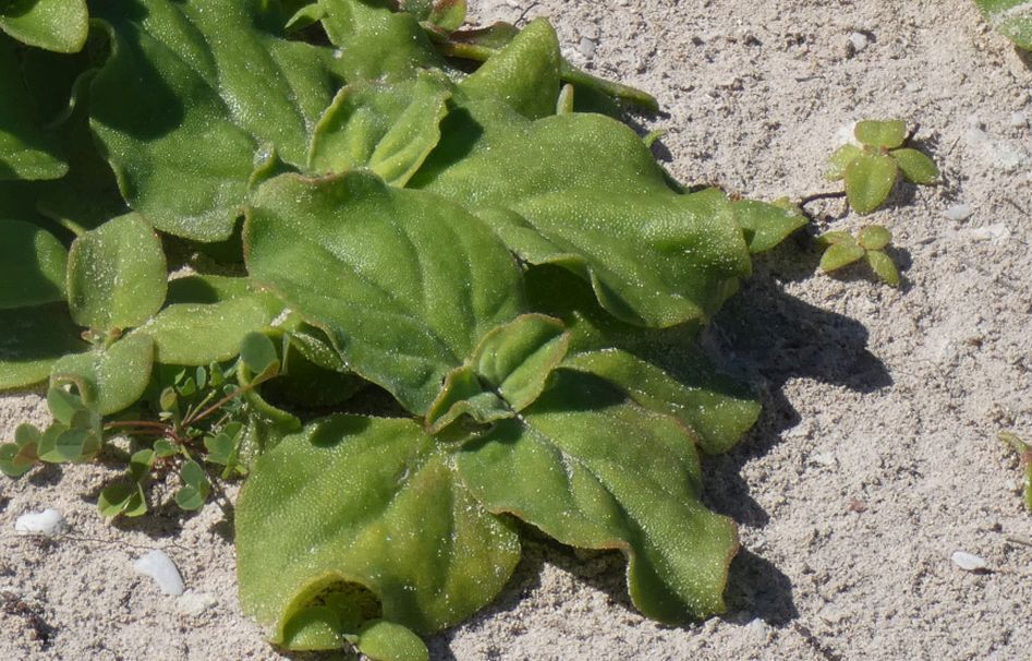 Dall''Australia (WA): Tetragonia tetragonoides (Aizoaceae)