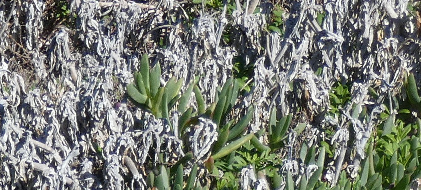 Dall''Australia (WA):  Carpobrotus virescens (Aizoaceae)