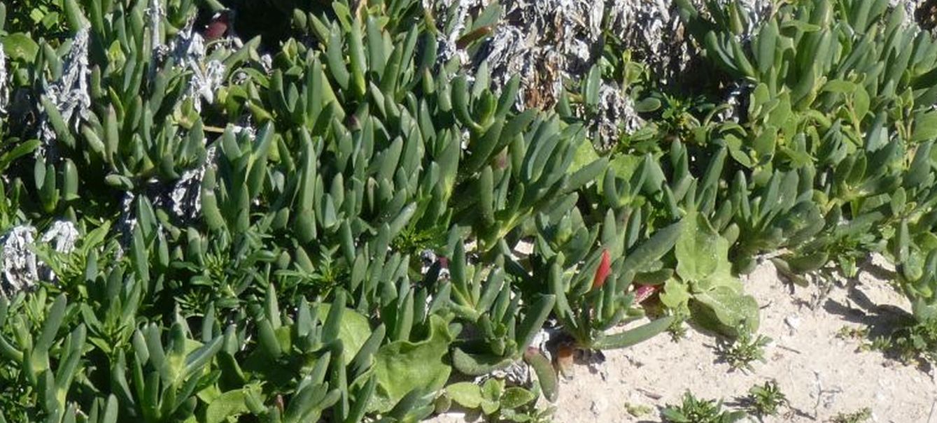 Dall''Australia (WA):  Carpobrotus virescens (Aizoaceae)