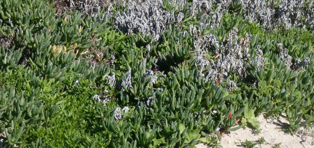 Dall''Australia (WA):  Carpobrotus virescens (Aizoaceae)