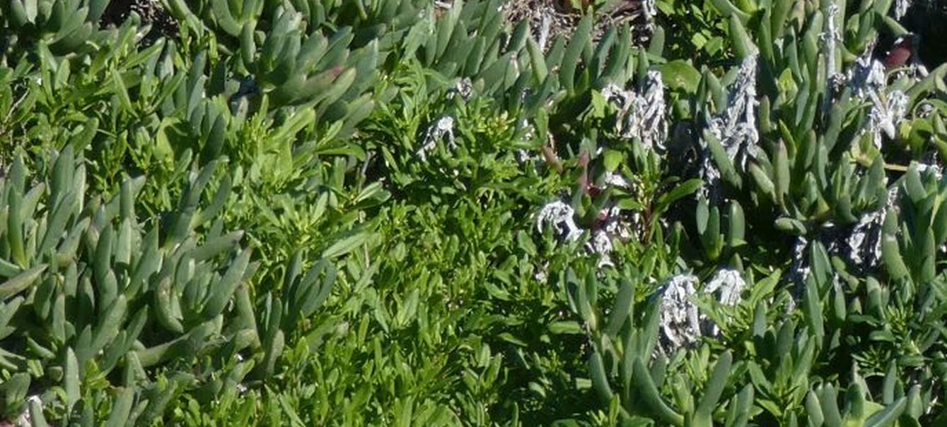 Dall''Australia (WA):  Carpobrotus virescens (Aizoaceae)