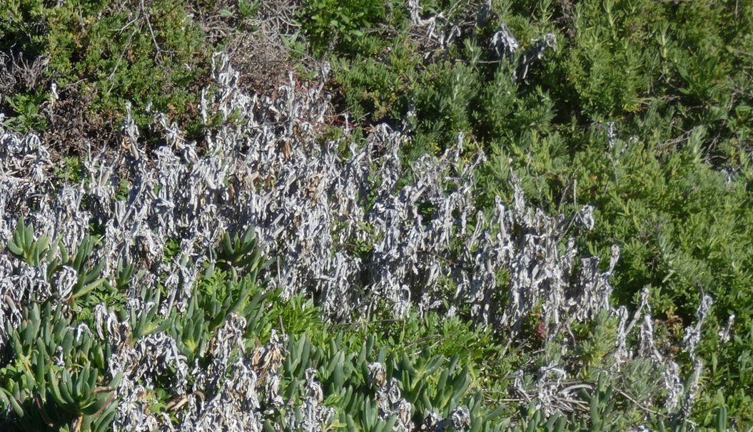 Dall''Australia (WA):  Carpobrotus virescens (Aizoaceae)