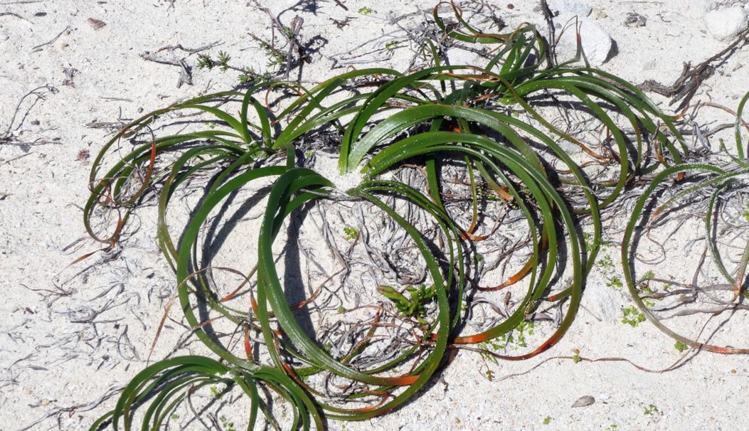 Dall''Australia (WA): Trachyandra divaricata (Xanthorrhoeaceae)