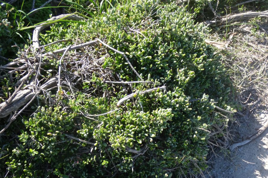 Dall''Australia (WA): cfr. Alyxia buxifolia (Apocynaceae)