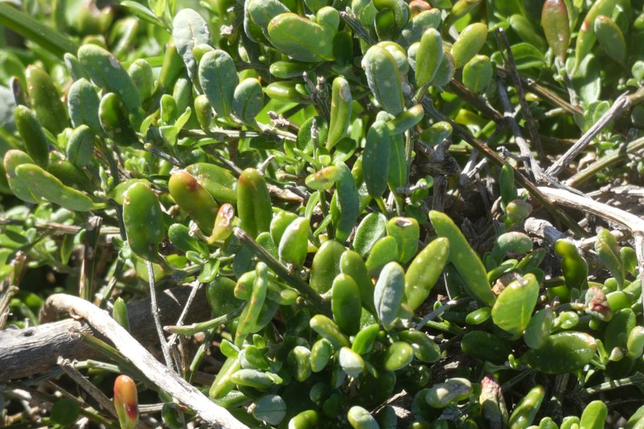 Dall''Australia (WA): cfr. Alyxia buxifolia (Apocynaceae)