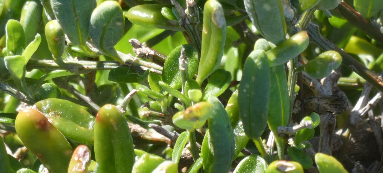 Dall''Australia (WA): cfr. Alyxia buxifolia (Apocynaceae)