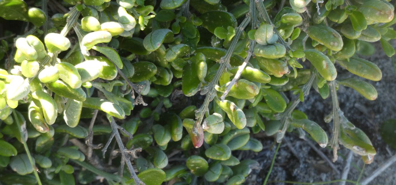 Dall''Australia (WA): cfr. Alyxia buxifolia (Apocynaceae)