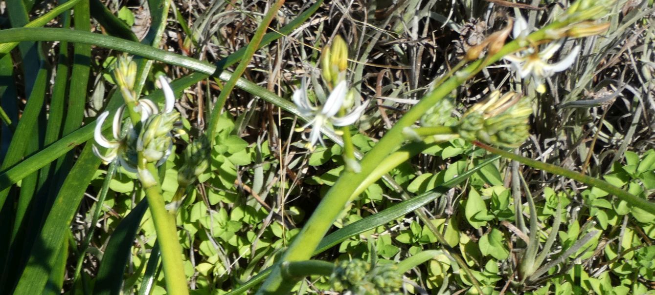 Dall''Australia (WA): Trachyandra divaricata (Xanthorrhoeaceae)