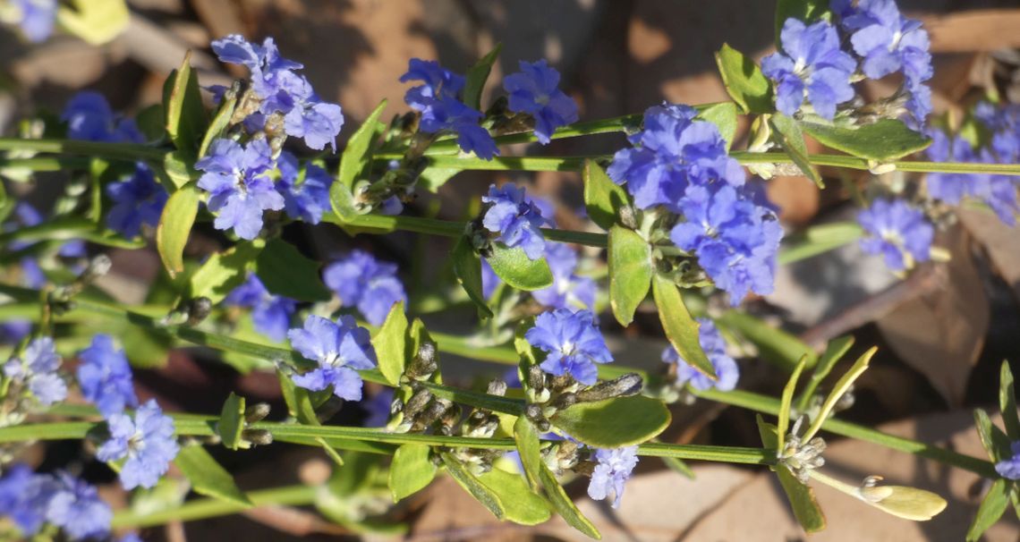 Dall''Australia (WA): Dampiera sp. (Goodeniaceae)