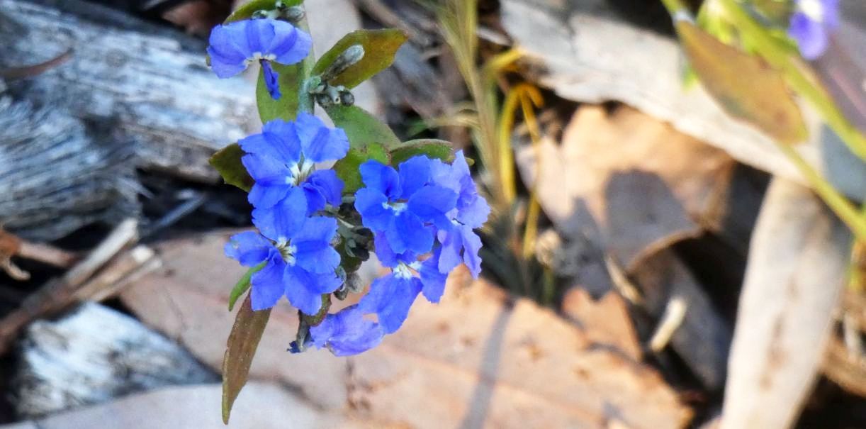 Dall''Australia (WA): Dampiera sp. (Goodeniaceae)