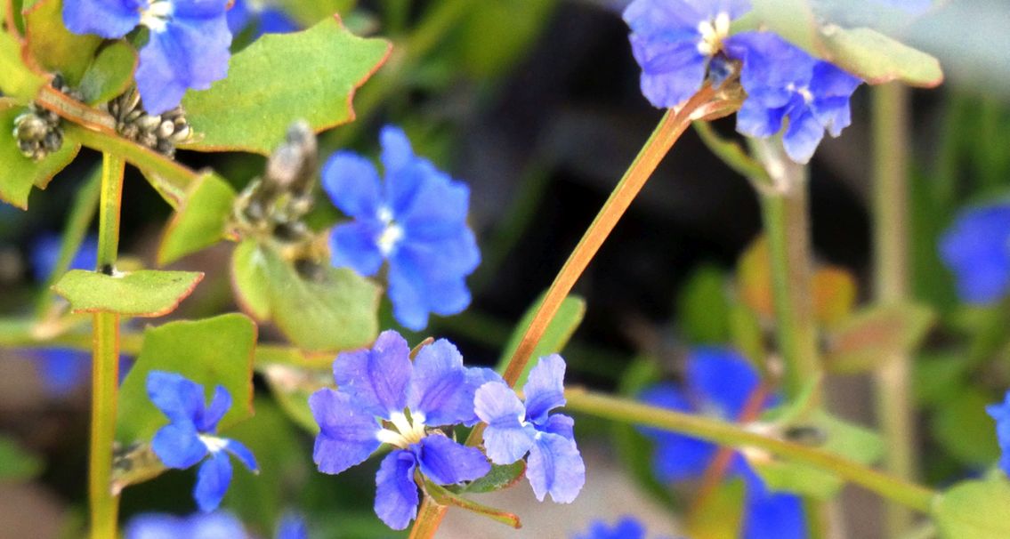 Dall''Australia (WA): Dampiera sp. (Goodeniaceae)