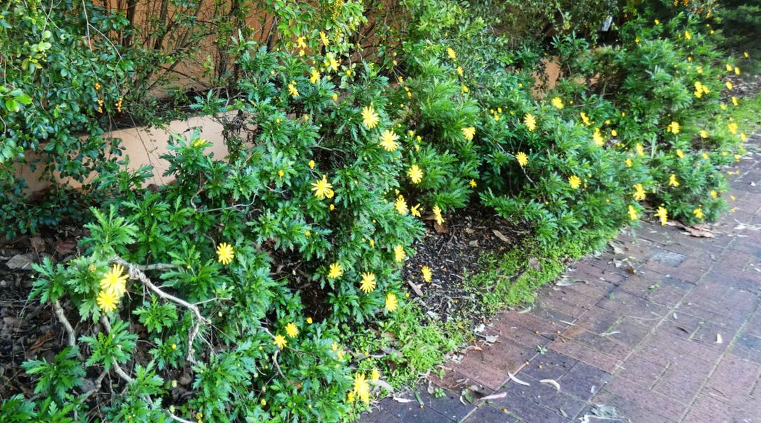 Dall''Australia (WA): Euryops chrysanthemoides (Asteraceae)