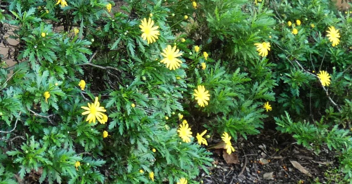 Dall''Australia (WA): Euryops chrysanthemoides (Asteraceae)