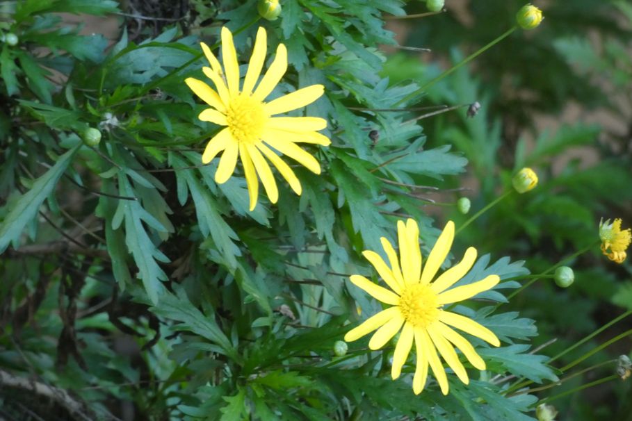 Dall''Australia (WA): Euryops chrysanthemoides (Asteraceae)