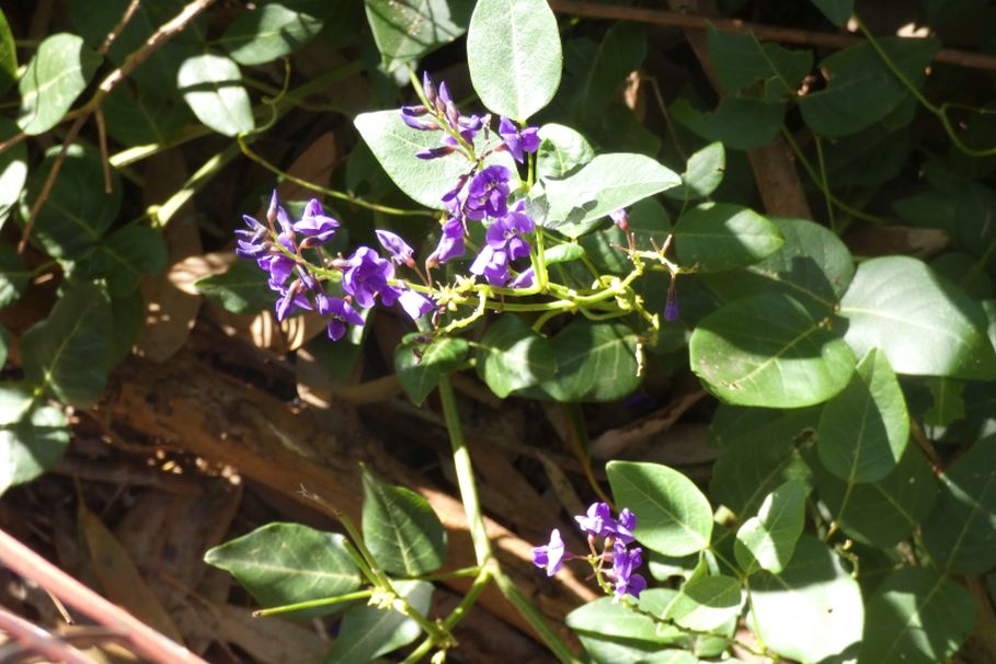 Dall''Australia (WA): Hardenbergia comptoniana (Fabaceae)