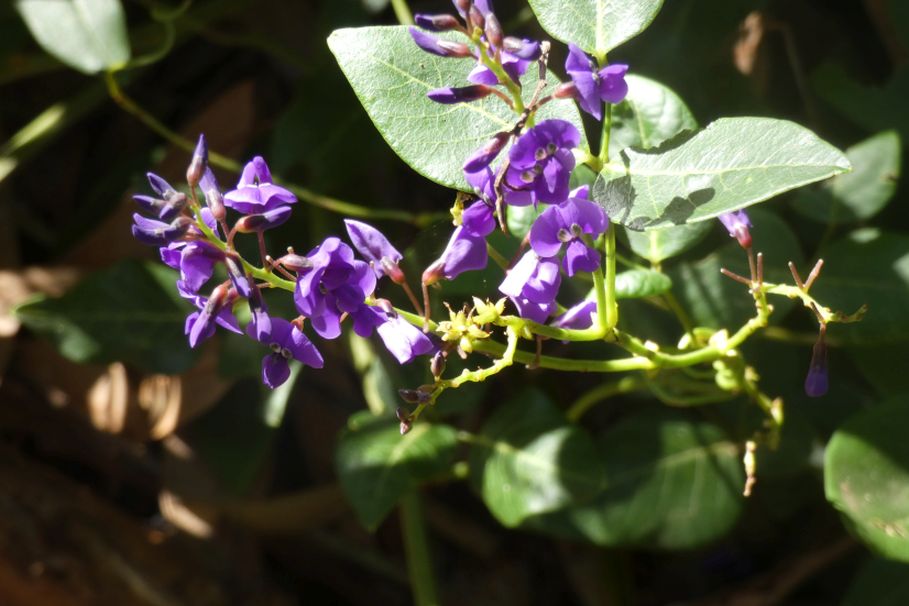 Dall''Australia (WA): Hardenbergia comptoniana (Fabaceae)