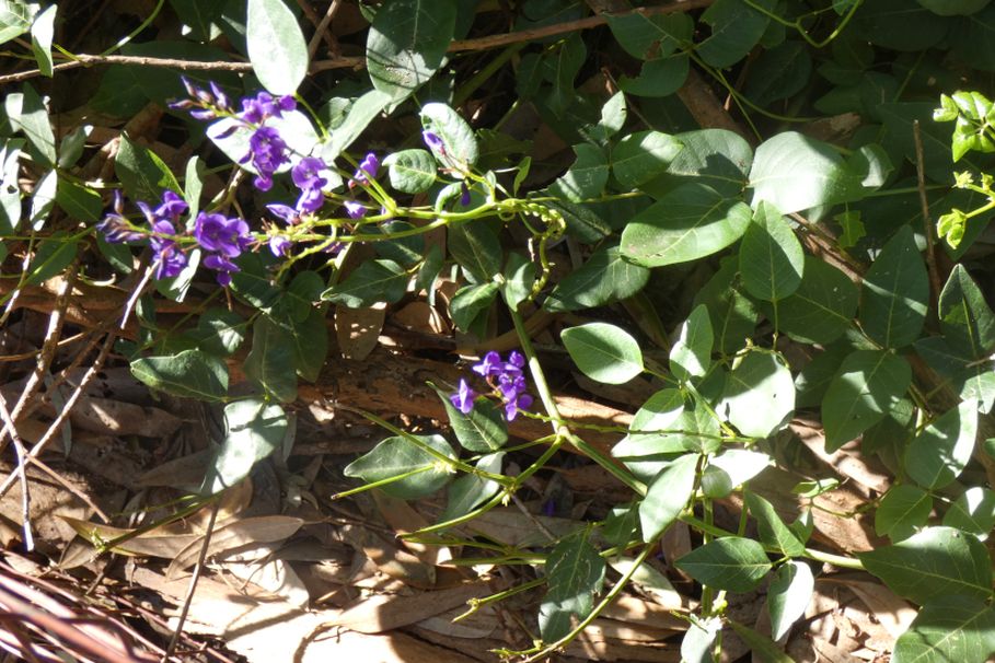 Dall''Australia (WA): Hardenbergia comptoniana (Fabaceae)