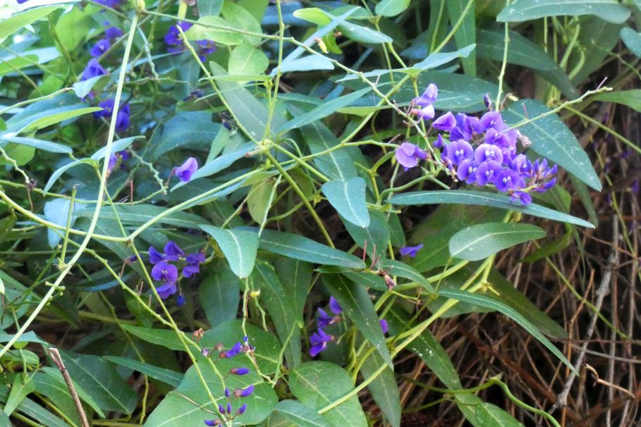 Dall''Australia (WA): Hardenbergia comptoniana (Fabaceae)