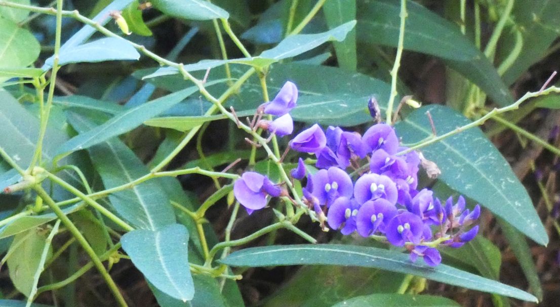 Dall''Australia (WA): Hardenbergia comptoniana (Fabaceae)