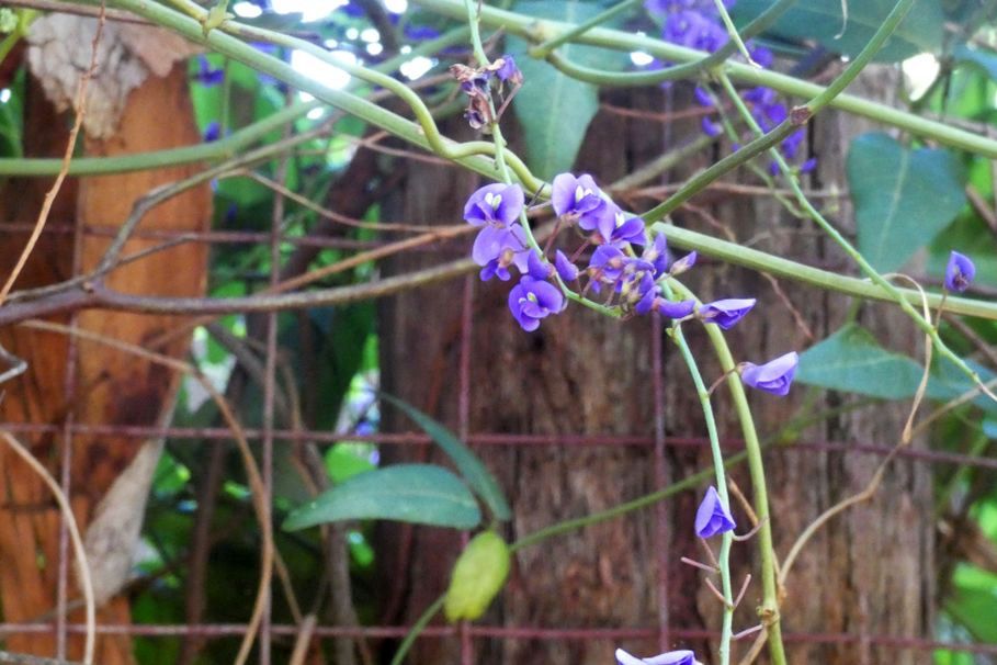 Dall''Australia (WA): Hardenbergia comptoniana (Fabaceae)