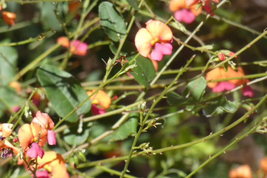 Dall''Australia (WA): Chorizema cordatum (Fabaceae)