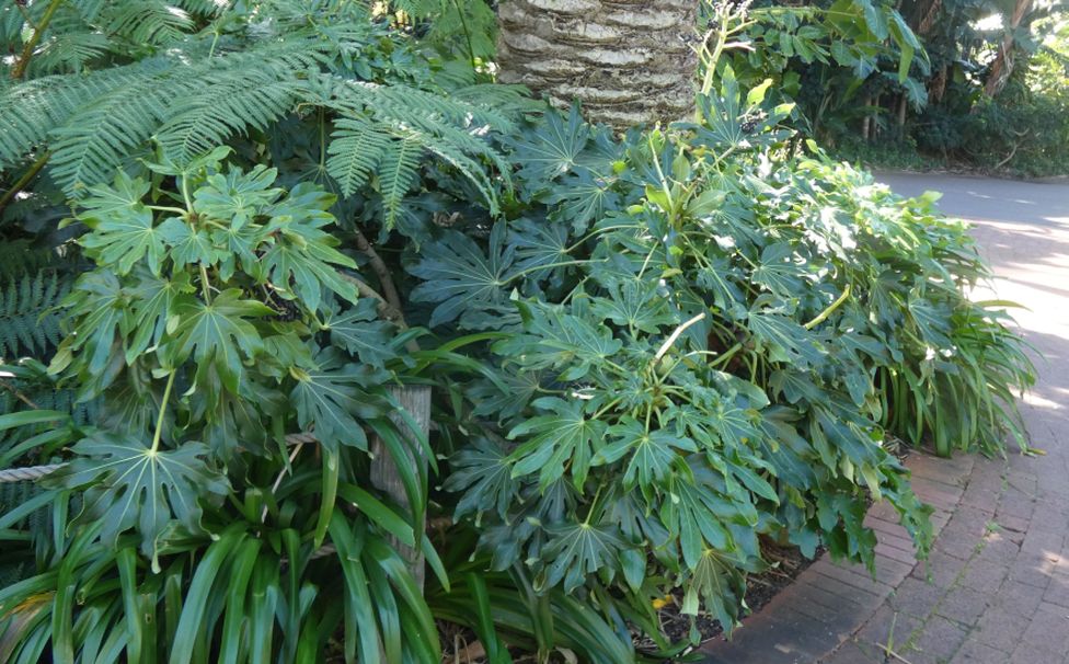 Dall''Australia (WA):  Fatsia (=Aralia) japonica (Araliaceae)