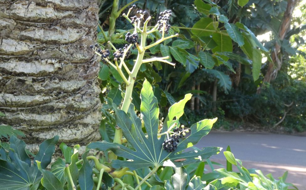 Dall''Australia (WA):  Fatsia (=Aralia) japonica (Araliaceae)