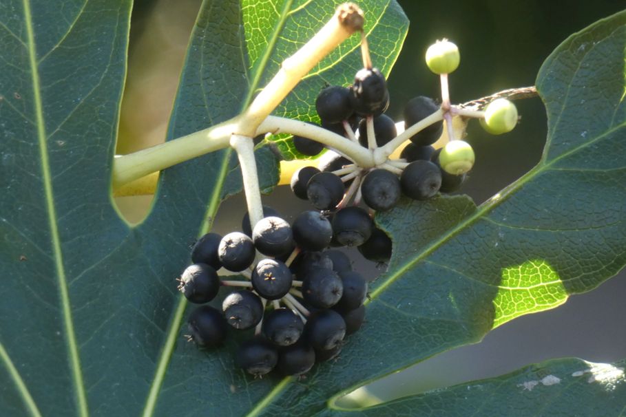 Dall''Australia (WA):  Fatsia (=Aralia) japonica (Araliaceae)