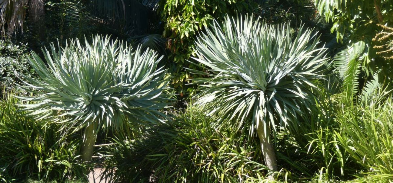 Dall''Australia (WA): Dracaena draco (Asparagaceae)