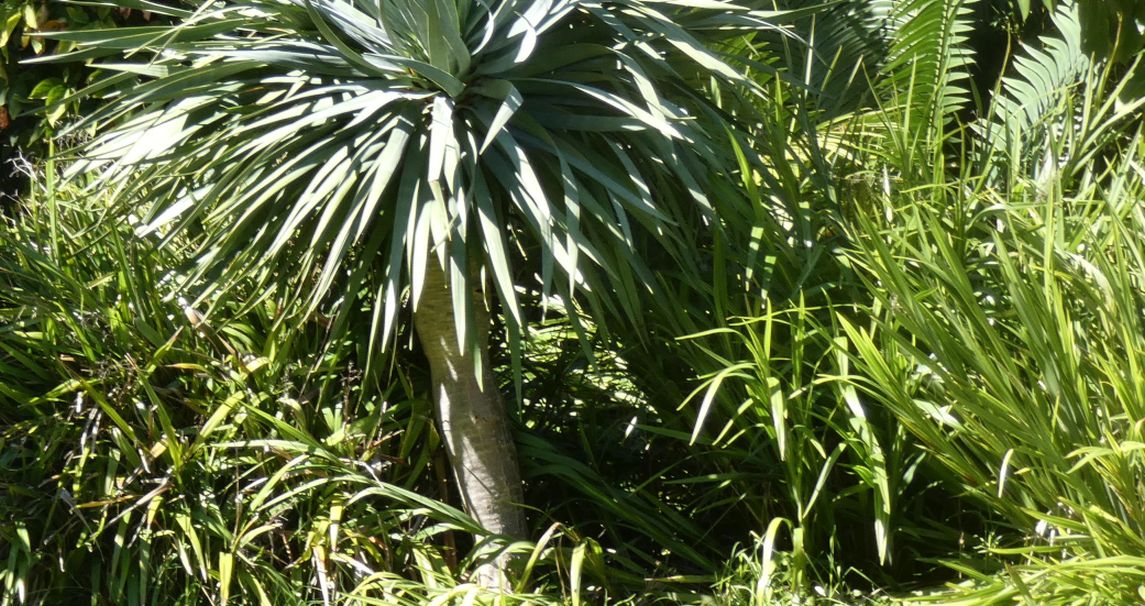 Dall''Australia (WA): Dracaena draco (Asparagaceae)