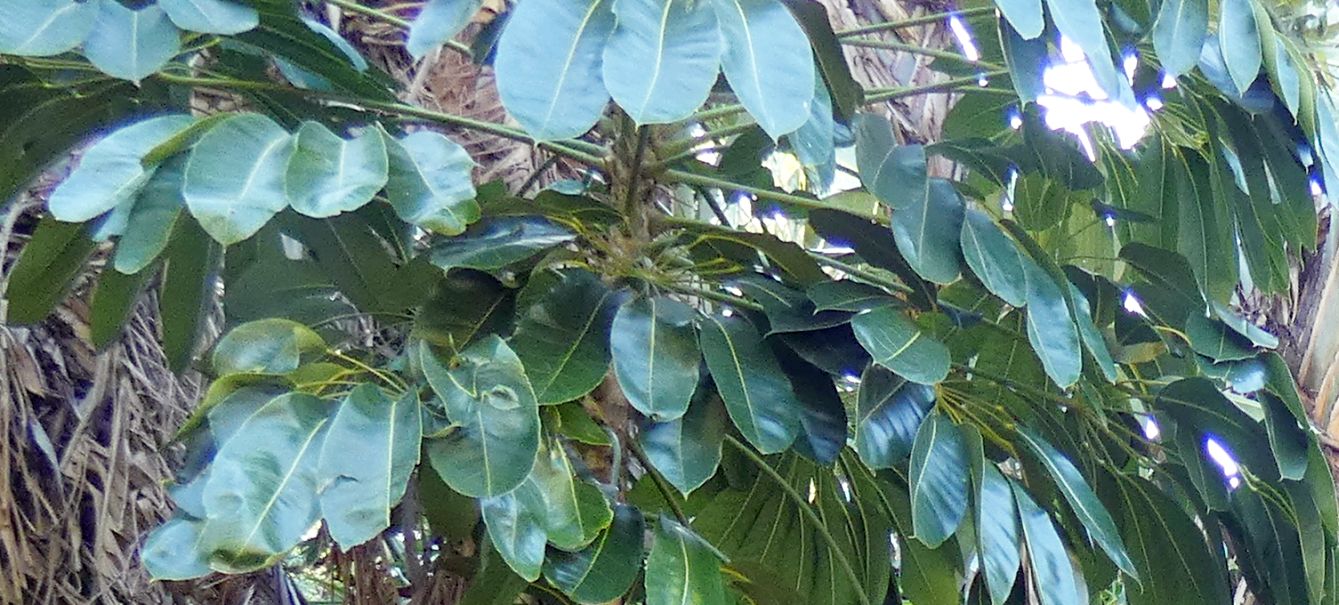 Dall''Australia (WA):  Schefflera sp. (Araliaceae)