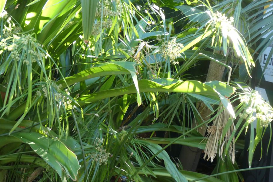 Dall''Australia (WA):  Cyperus papyrus (Cyperaceae) cfr.