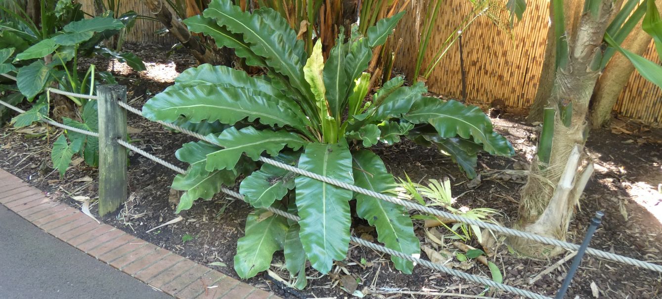 Dall''Australia (WA):  Asplenium nidus (Aspleniaceae) cfr.