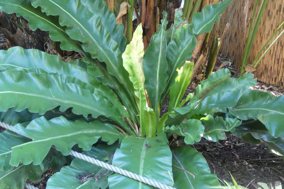 Dall''Australia (WA):  Asplenium nidus (Aspleniaceae) cfr.