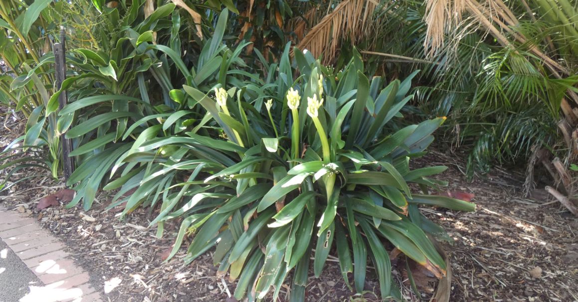 Dall''Australia (WA):  Clivia sp. (Amaryllidaceae)