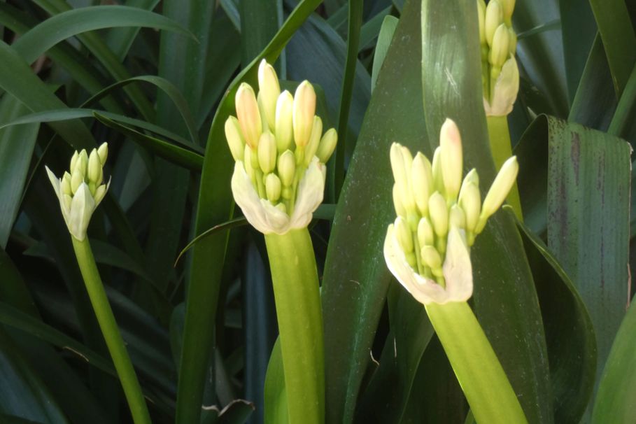 Dall''Australia (WA):  Clivia sp. (Amaryllidaceae)