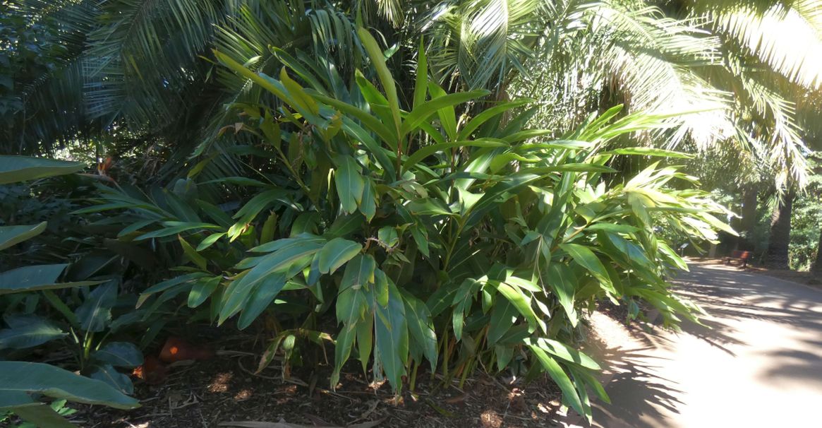 Dall''Australia (WA):  Alpinia sp. (Zingiberaceae)