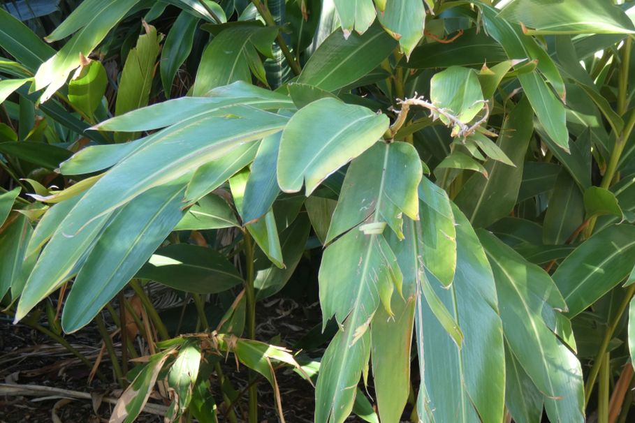 Dall''Australia (WA):  Alpinia sp. (Zingiberaceae)