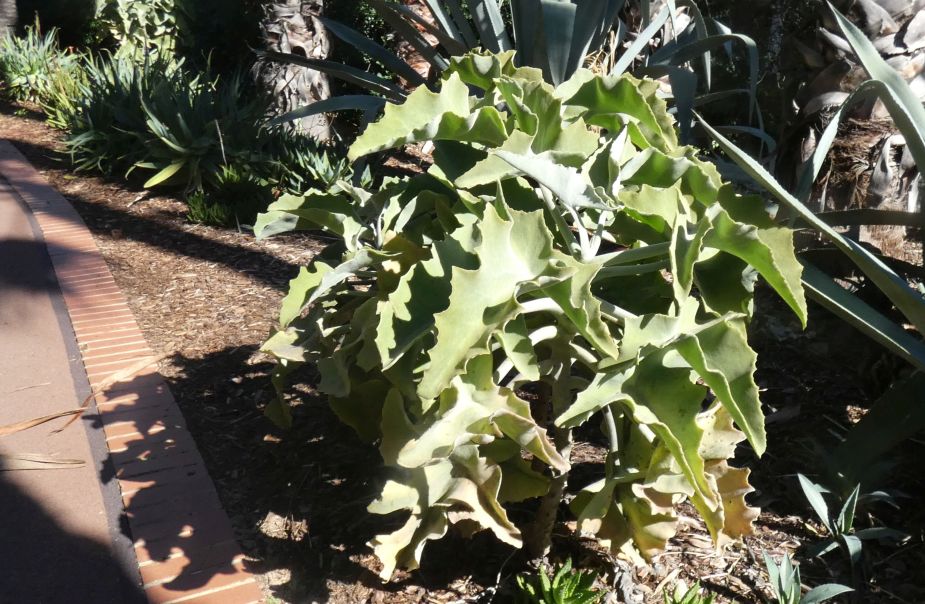 Dall''Australia (WA):   Kalanchoe behare (Crassulaceae)