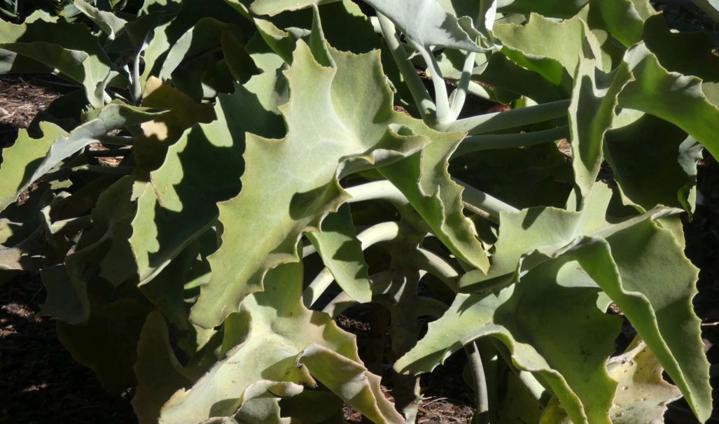 Dall''Australia (WA):   Kalanchoe behare (Crassulaceae)