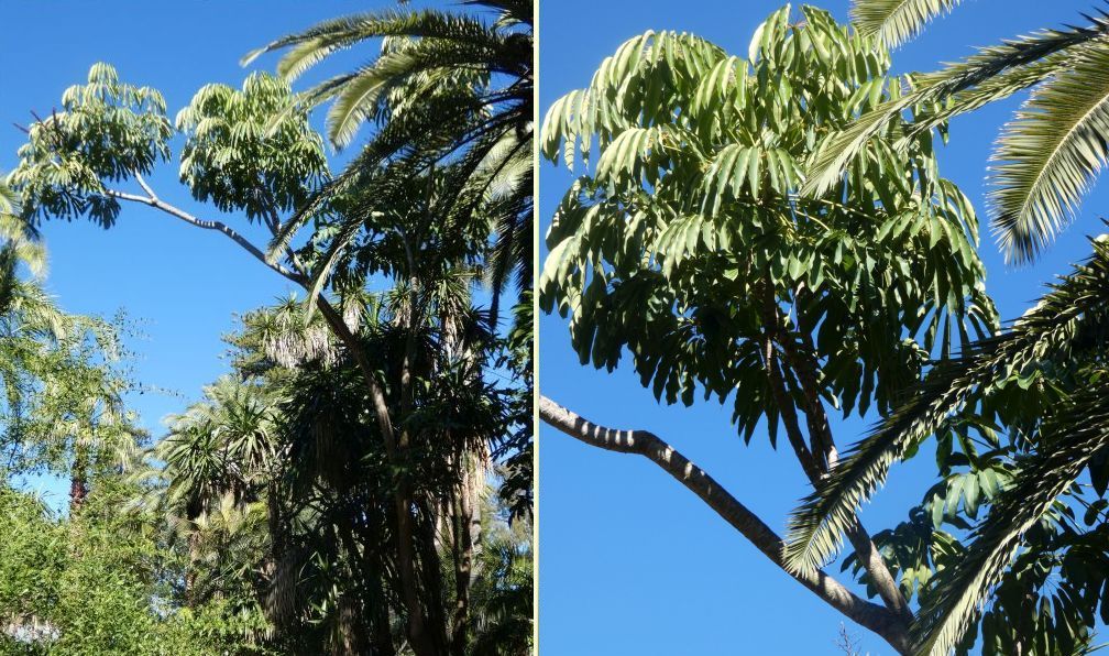 Dall''Australia (WA):  Schefflera actinophylla (Araliaceae)