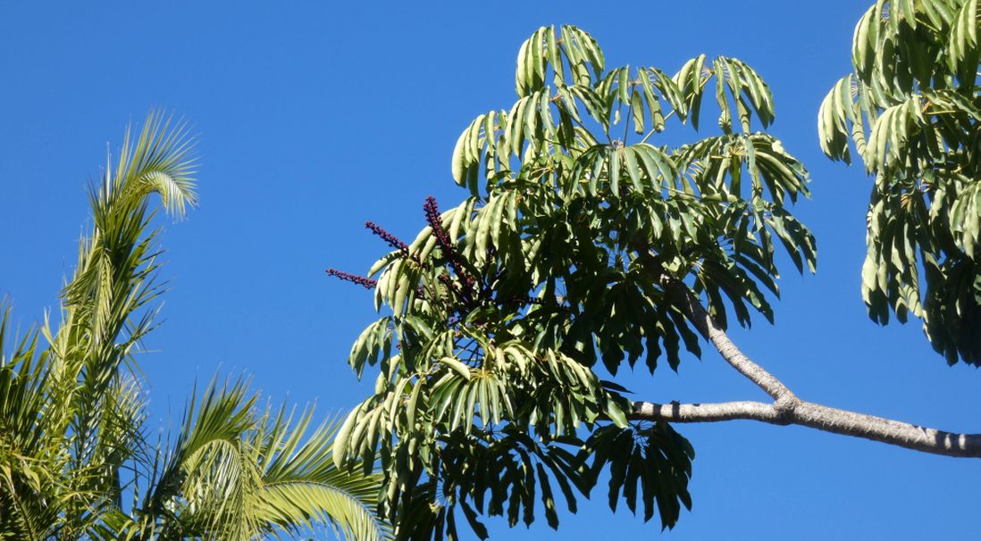 Dall''Australia (WA):  Schefflera actinophylla (Araliaceae)