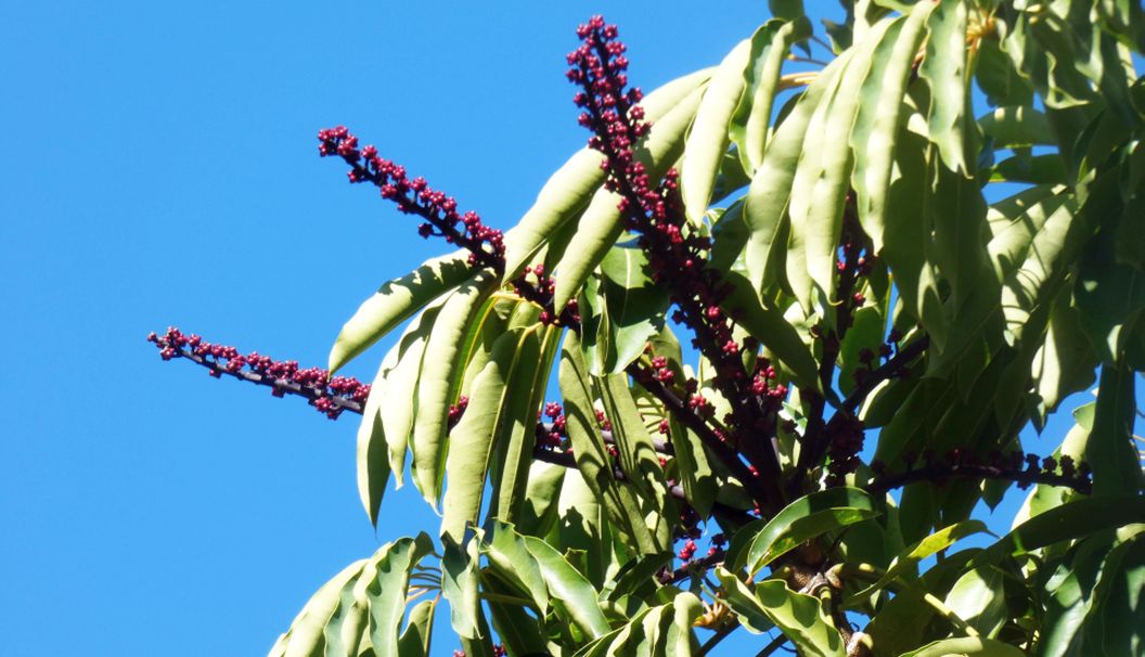 Dall''Australia (WA):  Schefflera actinophylla (Araliaceae)