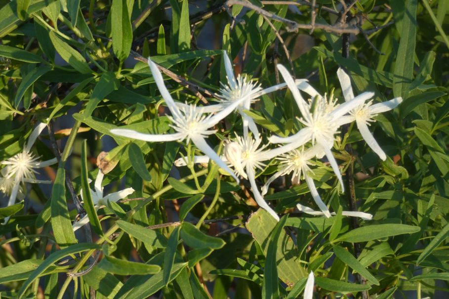 Dall''Australia (WA): Clematis linearifolia ( Ranunculaceae)