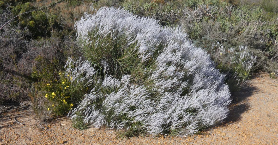 Dall''Australia (WA): Conospermum cfr. stoechadis (Proteaceae)