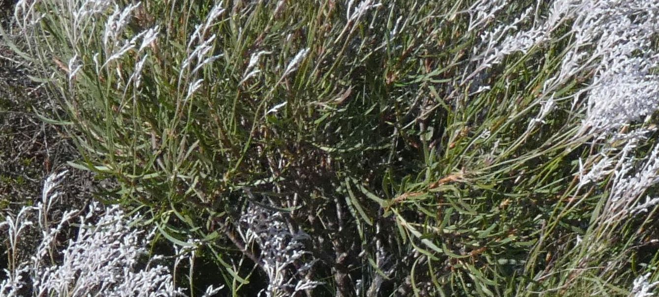 Dall''Australia (WA): Conospermum cfr. stoechadis (Proteaceae)