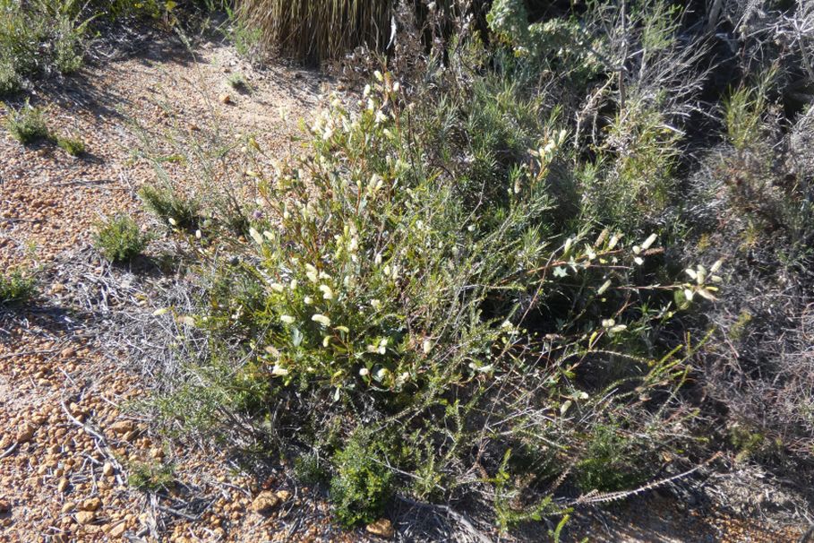 Dall''Australia (WA): Grevillea synapheae (Proteaceae)