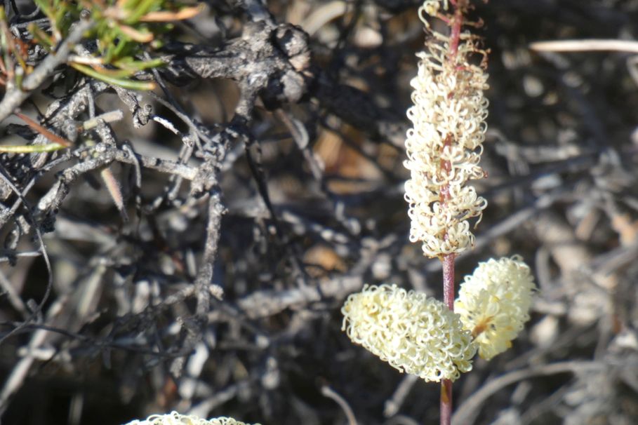 Dall''Australia (WA): Grevillea synapheae (Proteaceae)