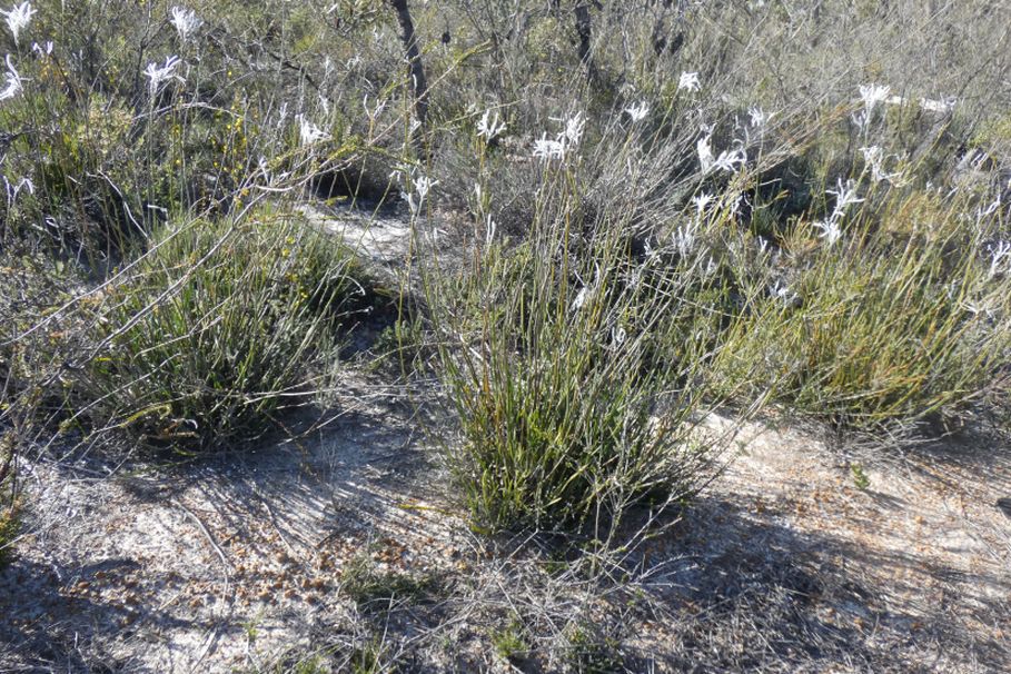 Dall''Australia (WA): Conospermum crassinervium (Proteaceae)